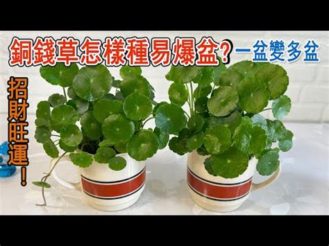 金錢草風水|【銅錢草 風水】銅錢草風水佈局指南：招財旺運不可。